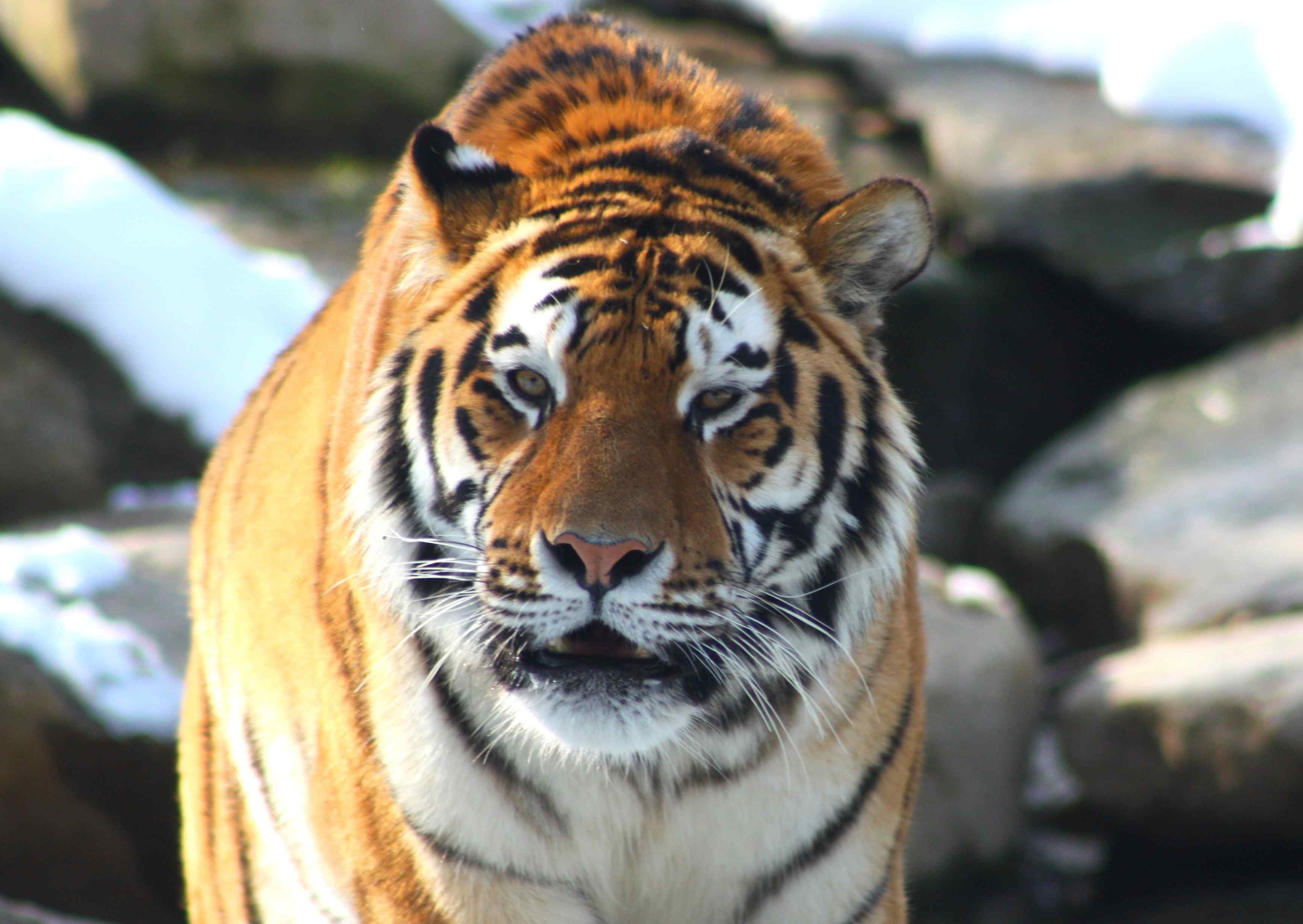 D finition Tigre De Sib rie Panthera Tigris Alta ca